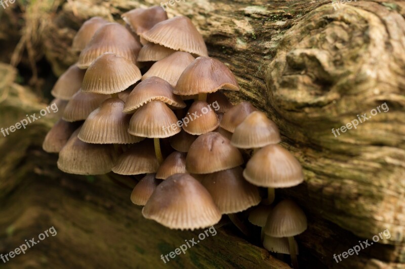 Mushroom Forest Brown Autumn Fall