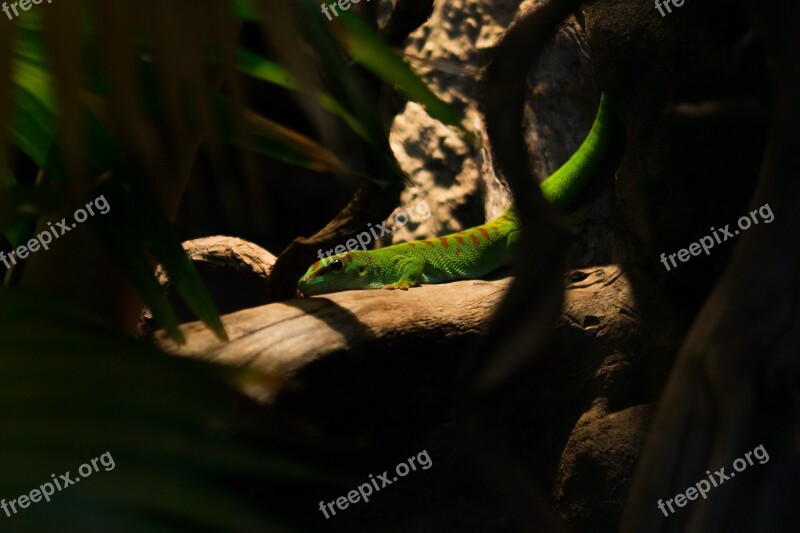 Lizard Green Tropical Terrarium Creature