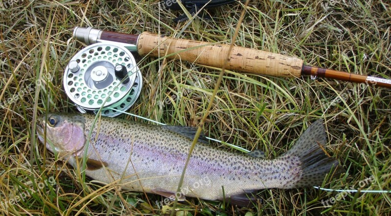 Rainbow Trout Fish Fresh Caught Catch