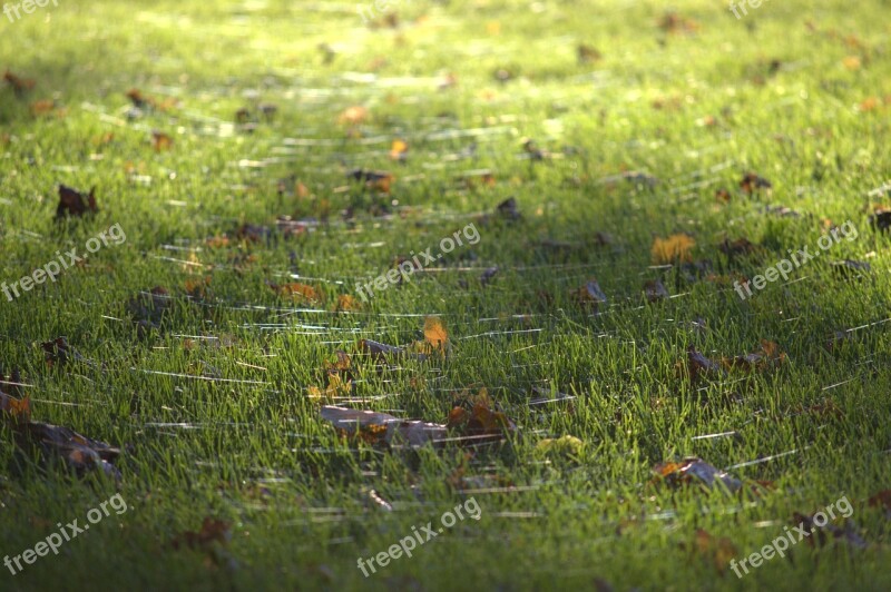 Grass Light Leaves Nature Green