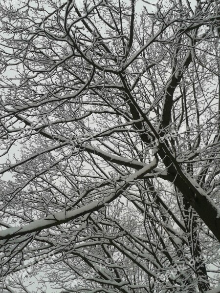 Winter Snow Trees Cold Frost