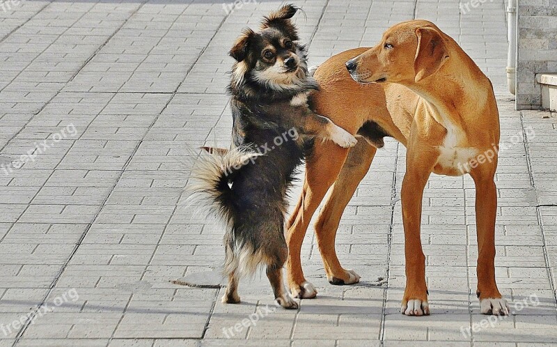 Dog Golden Golden Retriever Animal Brown