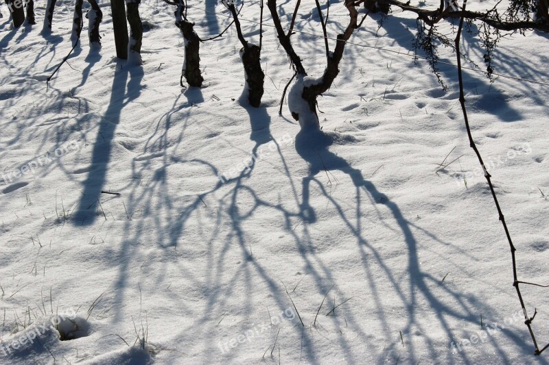 Vineyards Snow Shadow Winter Vine