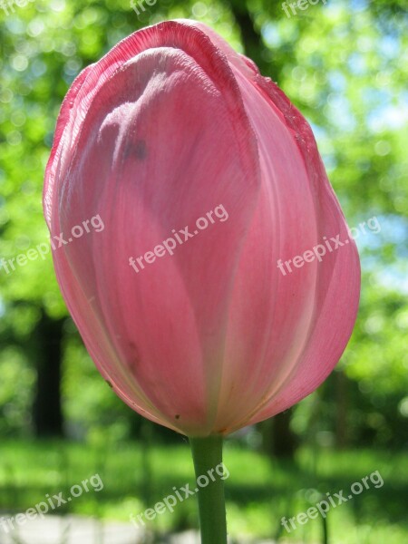 Tulip Pink Flower Spring Floral