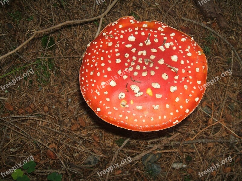 Mushrooms Toadstool Toxic Red Free Photos