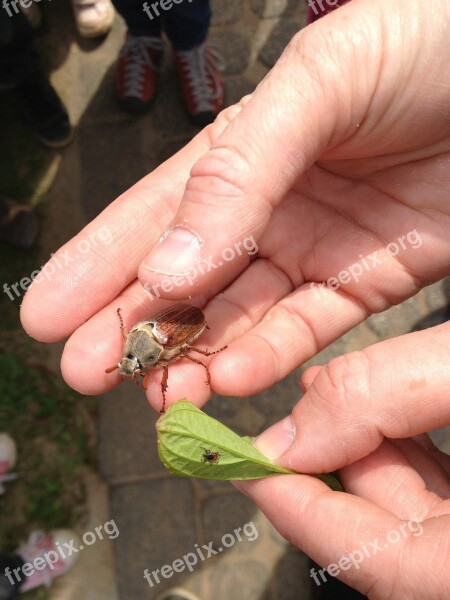 Insect Maikäfer Tick Nature Forest