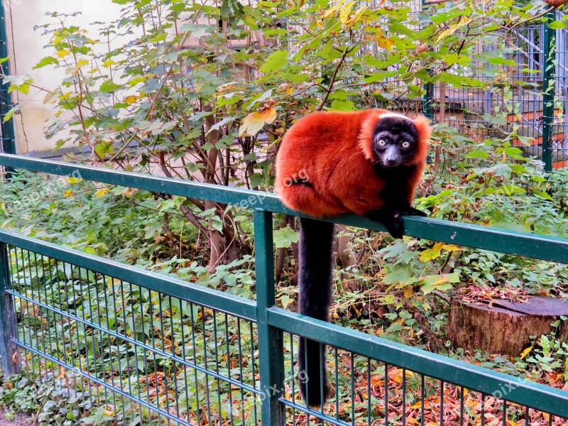 Animals Primates Red Vari Lemur Zoo