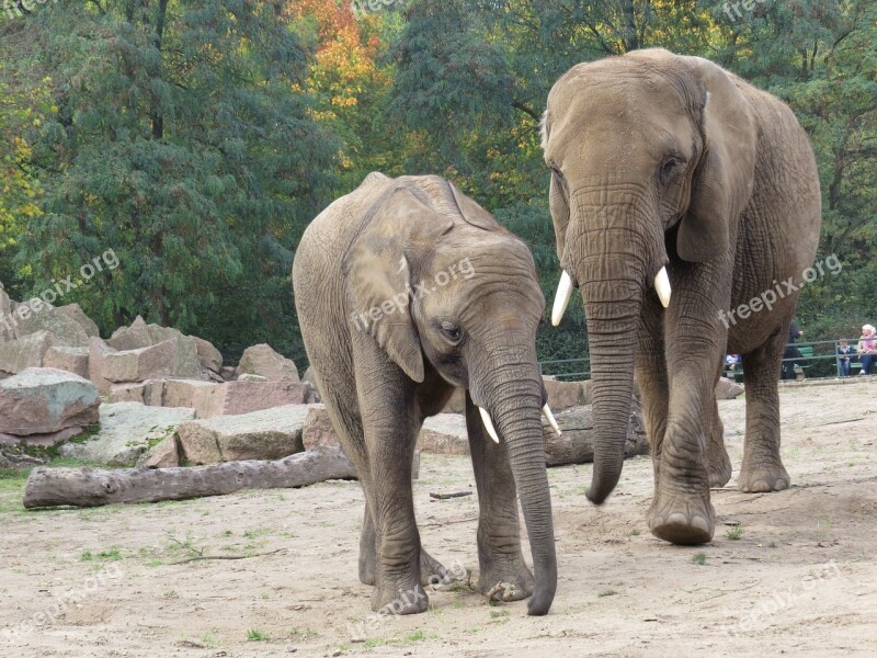 Animals Elephant Proboscidea Mammals Free Photos