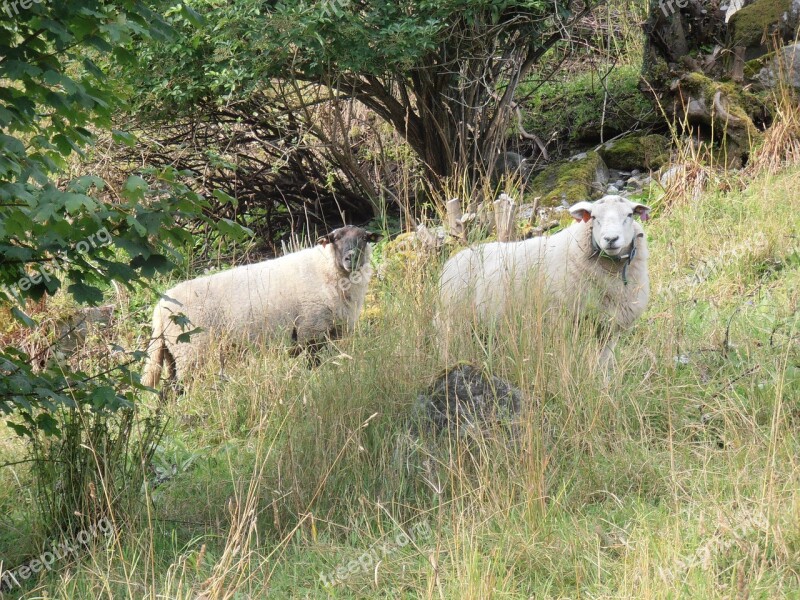 Sheep Field Pasture Lamb Farm