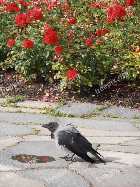 Crow Rose Flowers Bird Pathway