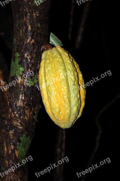 Cocoa Fruit Vegetables Free Photos