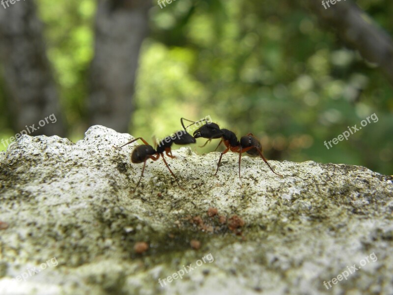 Ants Fighting Insects Free Photos