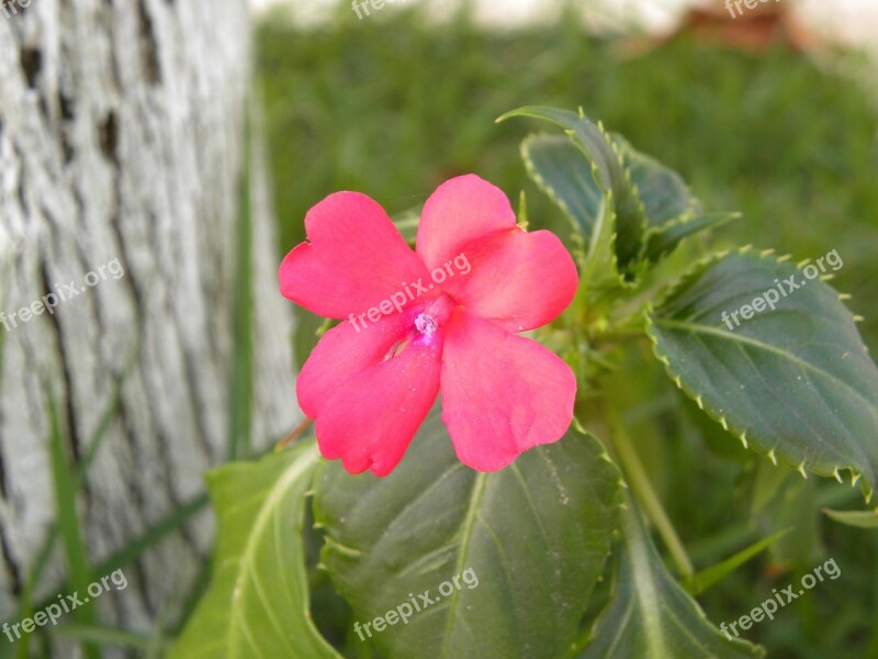 Flowers Red Flower Native Flower Free Photos