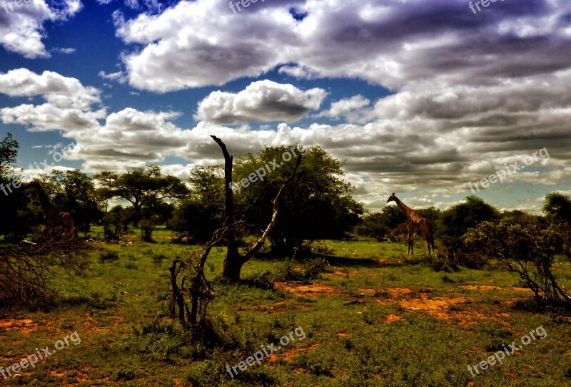 South Africa Landscape Cloud Giraffes Savannah