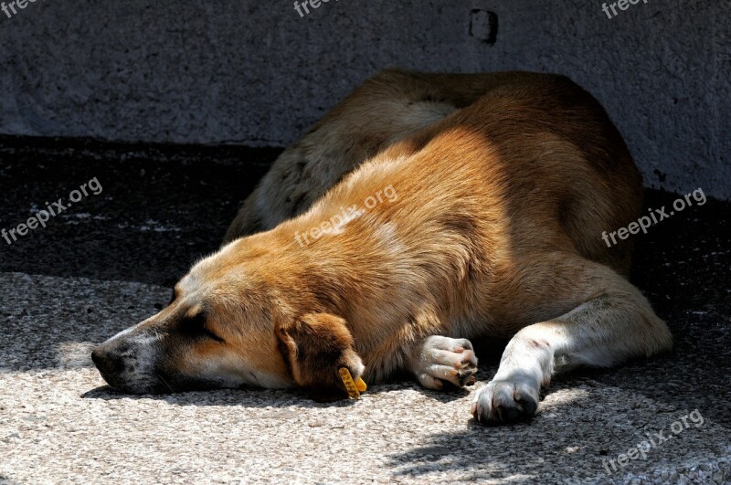 Dog Rest Nap Sun Animal