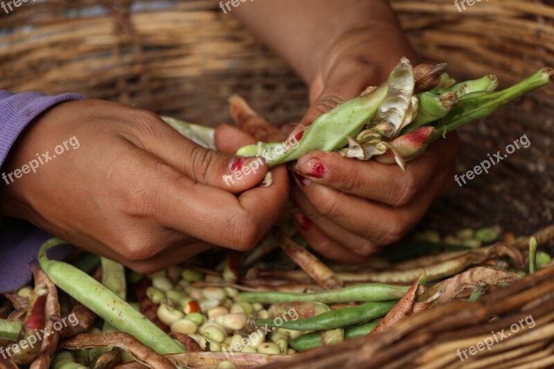 Vegetables Beans Farmer Caruaru Fair