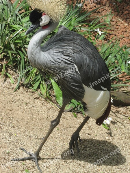 Grou Bird Straddle Zoo Animal