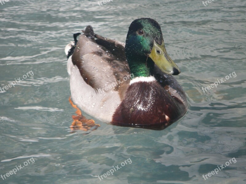 Duck Schwimmvogel Water Bird Animal Bird