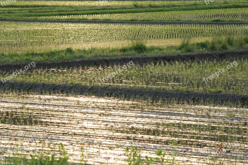 Yamada's Rice Fields Countryside Evening View Free Photos