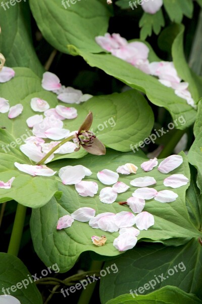 Nobeyowaikusa Dake Onsen Cherry Blossoms Petal Free Photos