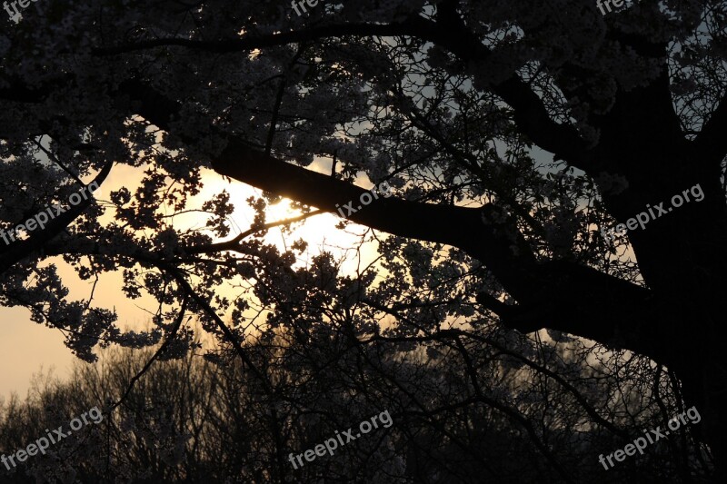 Cherry Blossoms Evening View Backlight Free Photos