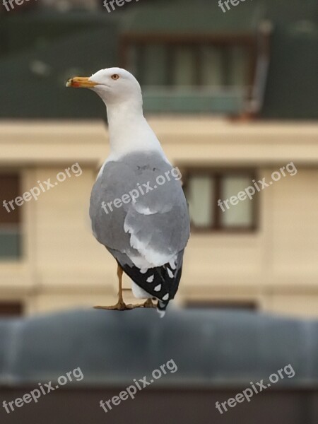 Seagull şişli Roof Confused Overviews