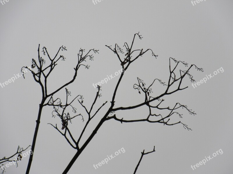 Branches Silhouette Filigree Elegant Winter