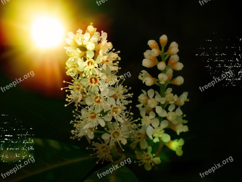 Laurel Blossom Flowers Plant Bayberry Bush