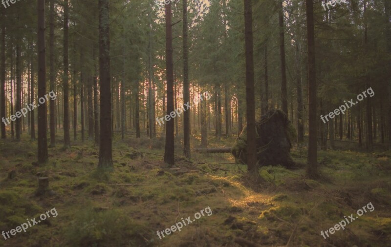 Forest Tree Pines Greenery Beautifully