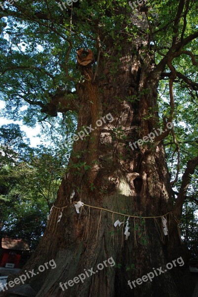 Wood Camphor Tree Sacred Tree Shrine Ichinomiya Shrine