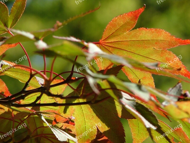 Leaves Autumn Fall Nature Yellow