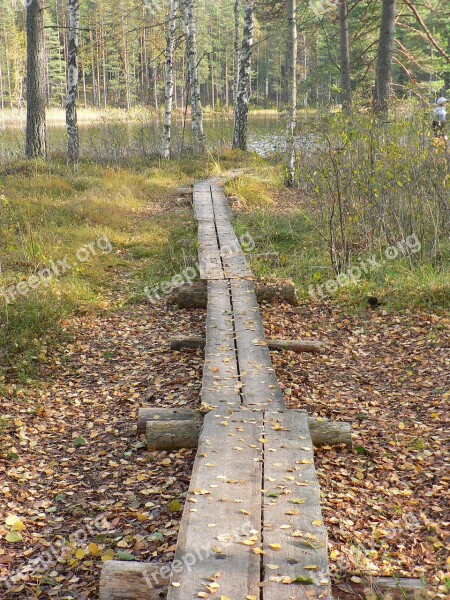 Forest Duckboards The Path Pond Nature