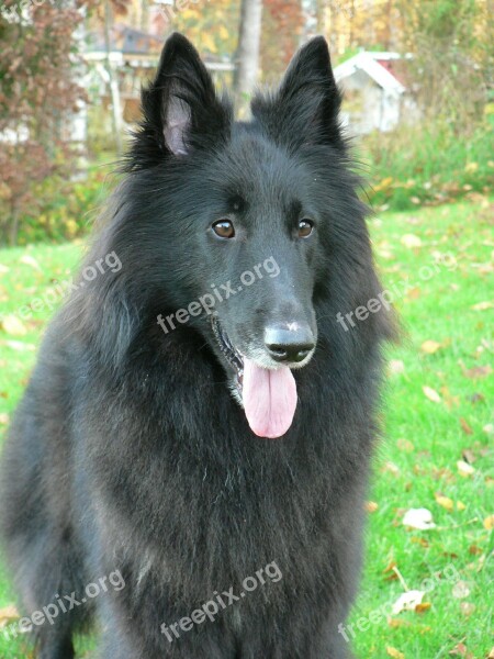 Dog Black Animals Goenendael Animal