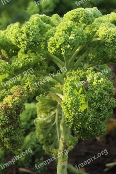 Kale Kohl Vegetables Winter Vegetables Food