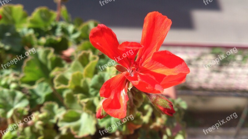 Flowers Geranium Red Flower Bloody Geranium Free Photos