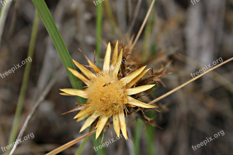 Thistle Cute Wild Mediterranean Wild Flower Macro