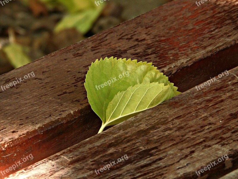 Leaf Bank Park Autumn Still Life