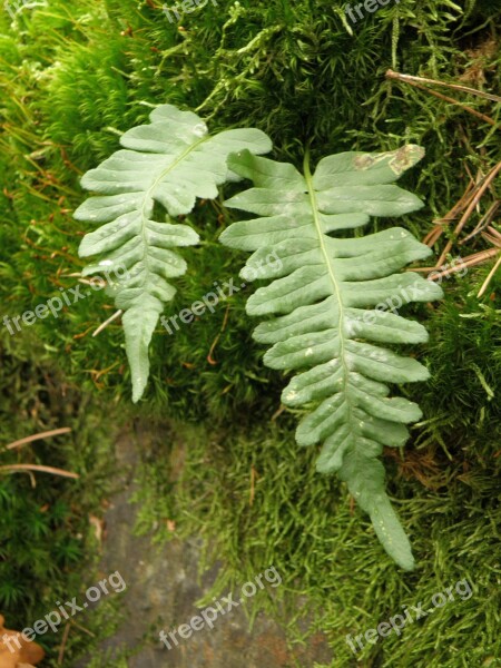 Fern Sheet Detail Free Photos