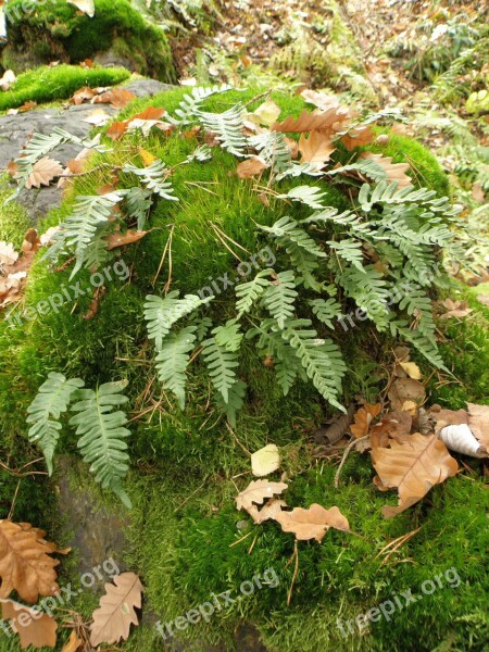 Bracken Moss Forest Free Photos