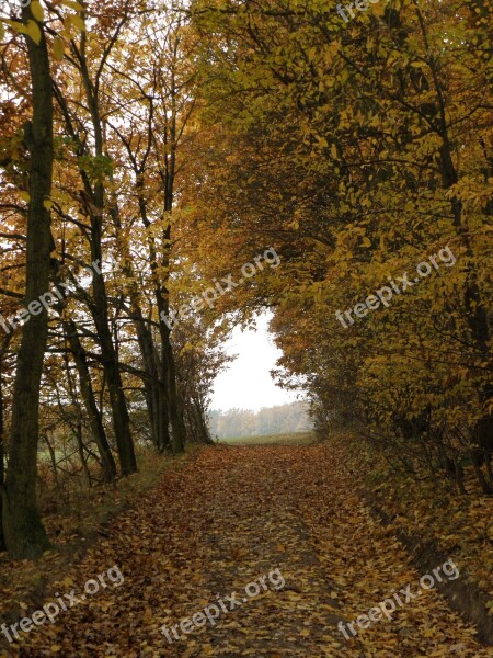 Forest Path Autumn Trees Forest Road