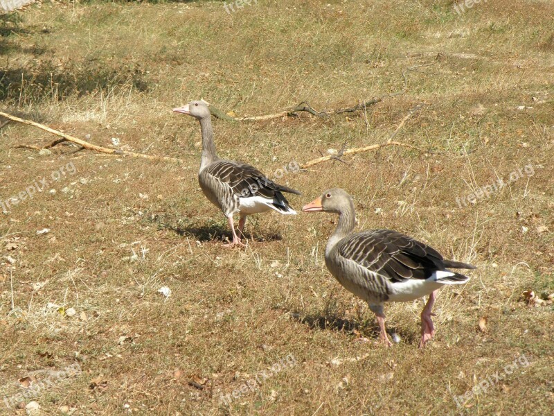 Goose Geese Feast Grass Free Photos