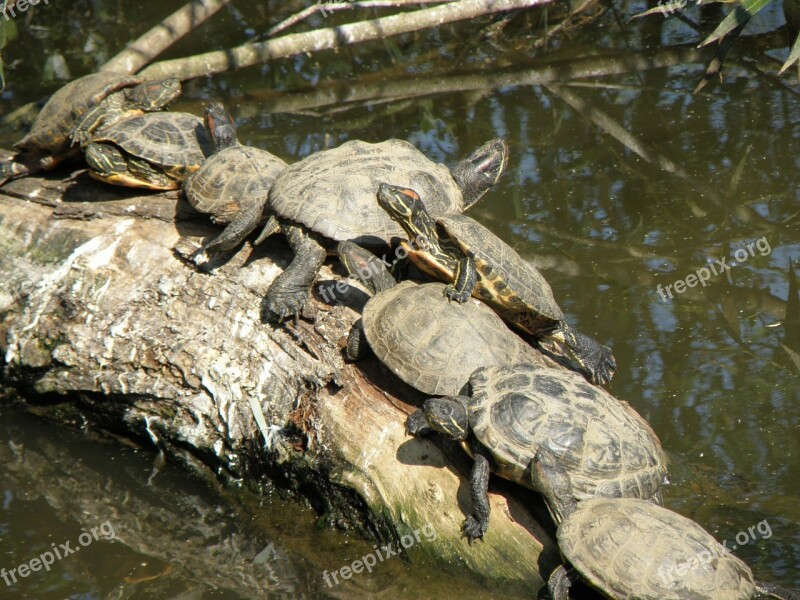 Trachemys Scripta Elegans Turtle Group Sun Strain