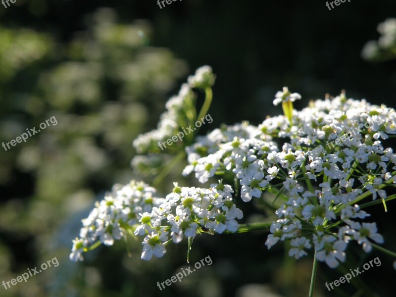 Apiaceae Flower White Free Photos