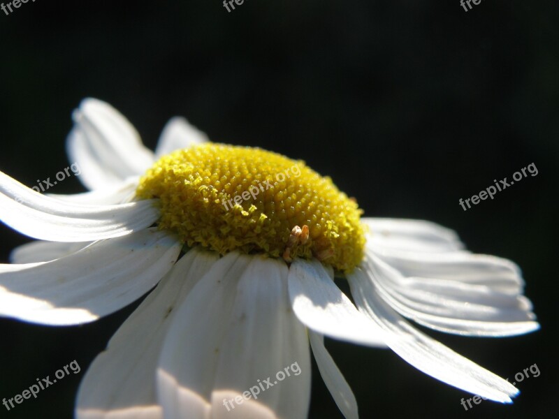 Daisy Flower White Free Photos