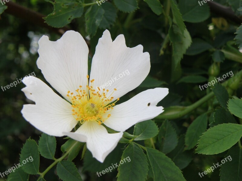 Flower Hip White Dog Rose Free Photos