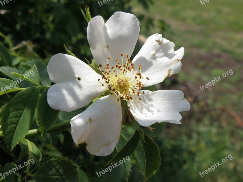 Flower Hip White Dog Rose Free Photos