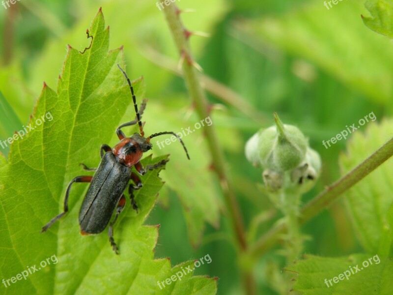 Beetle Insect Longhorn Beetles Bush Leaves