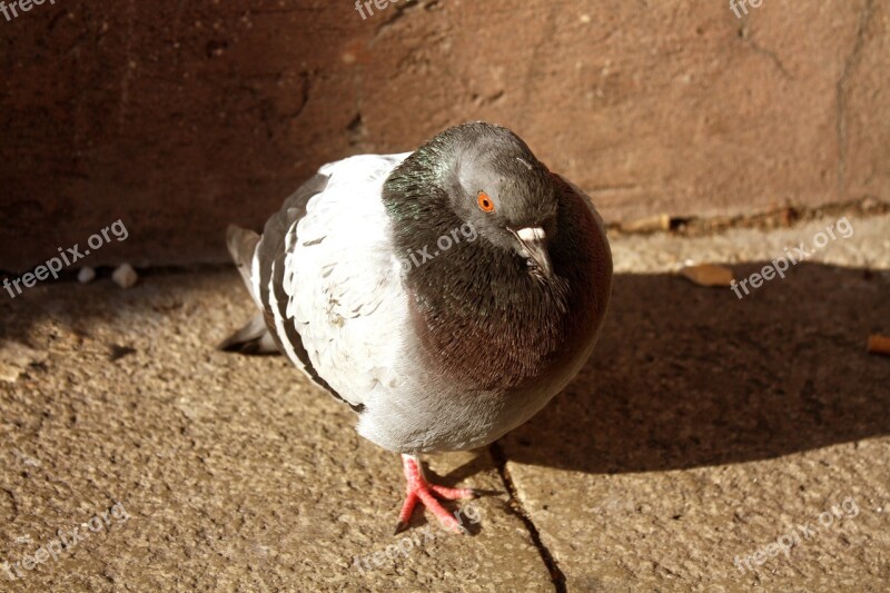 Bird Pigeon Nature Animal Free Photos