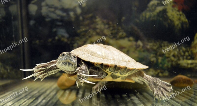 Tortoise Krasnouhov Aquarium Free Photos