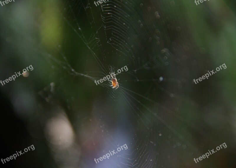 Nature Spider Spider Web Insects Free Photos